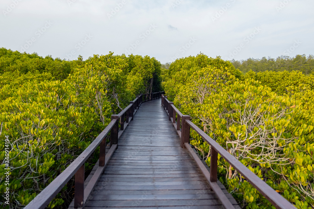 Fototapeta premium Pranburi mangrove forest park