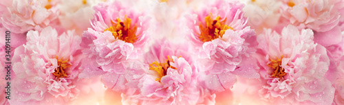 Beautiful peony flowers close-up, macro photography, soft focus. Spring or summer floral background. © Svetlana Kolpakova