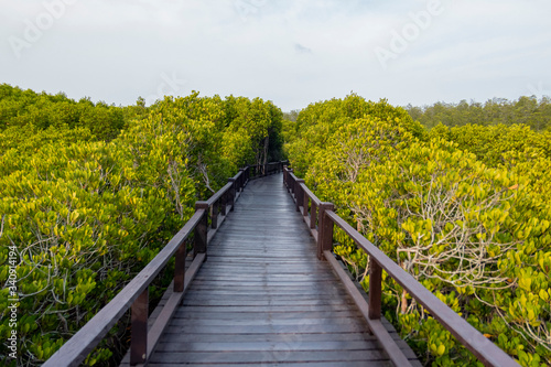 Fototapeta Naklejka Na Ścianę i Meble -  Pranburi mangrove forest  park