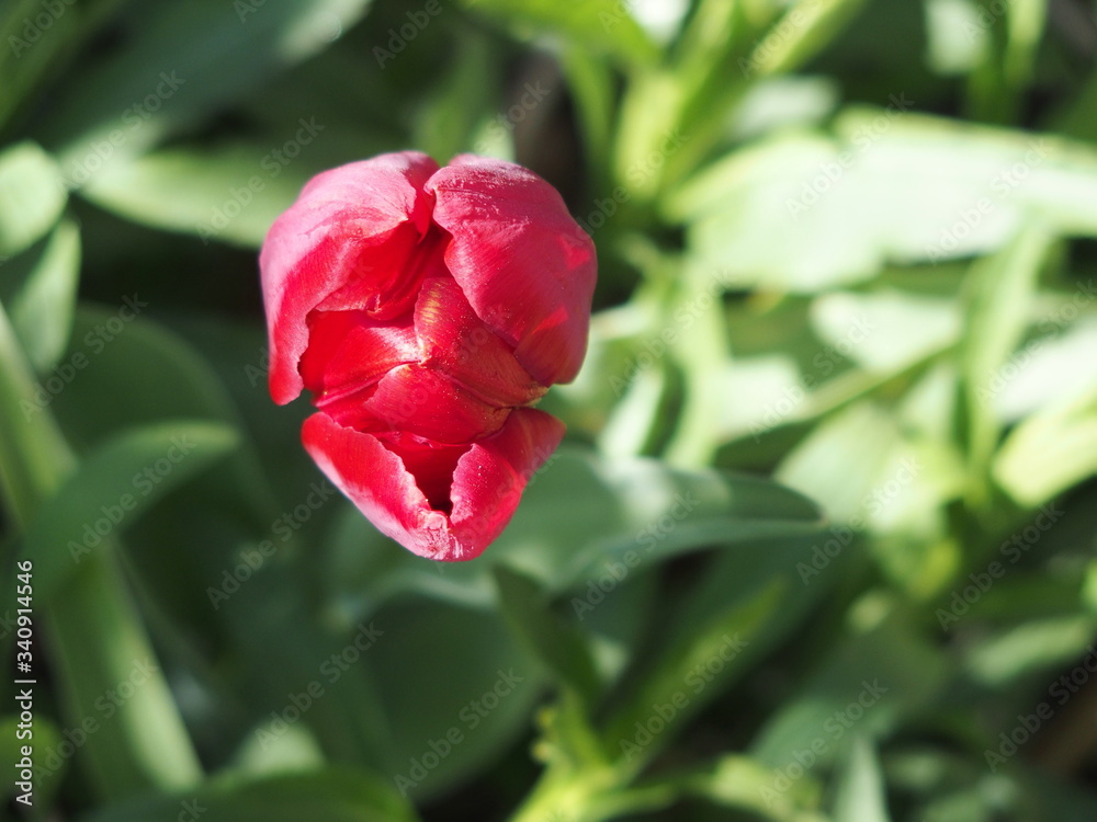 Farbenfrohe blühende Tulpen im Frühling