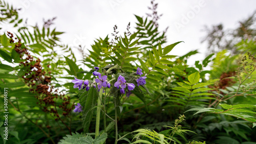 Foto purple jacaranda magdalene flower against the green