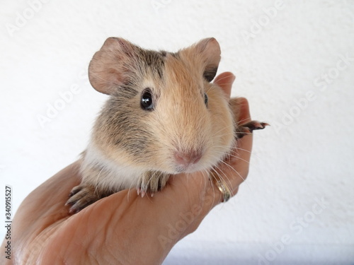 Guinea pig on the hand