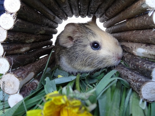 Guinea pig in a wooden tunnel