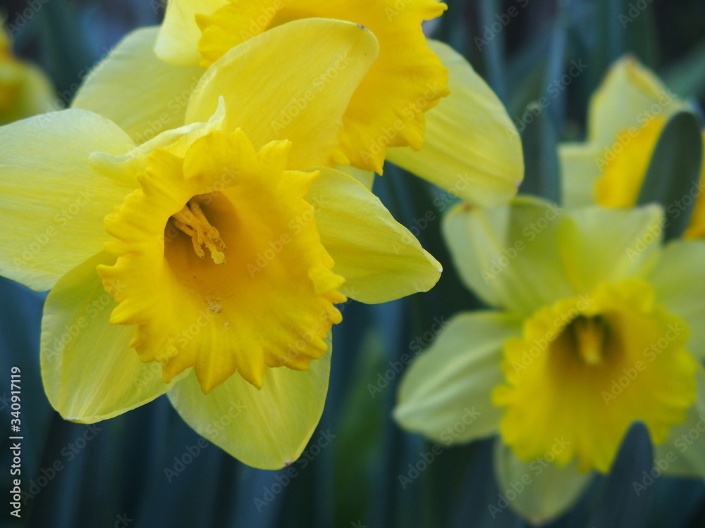 Fototapeta premium Gelb blühende Narzisse im Frühling