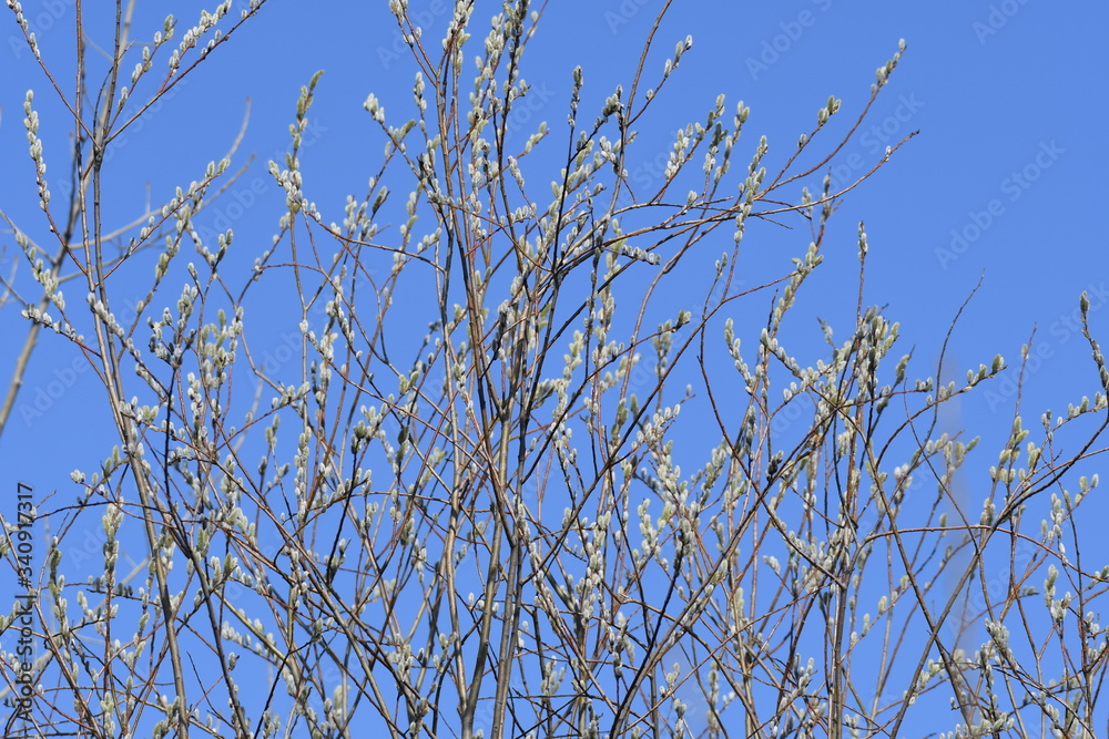 Buds at end of branches in the spring with clear blue sky Buds at end of branches in the spring with clear blue sky
