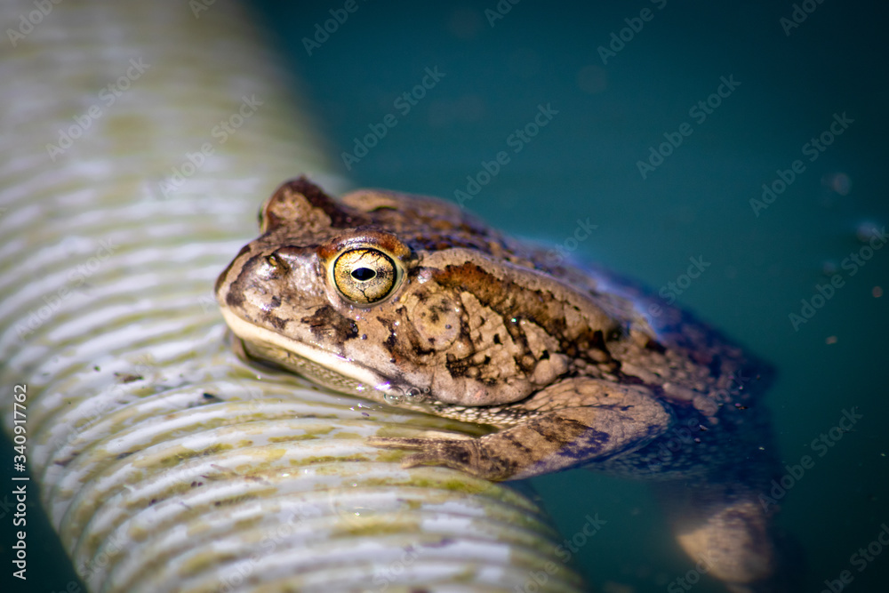 Obraz premium frog in water