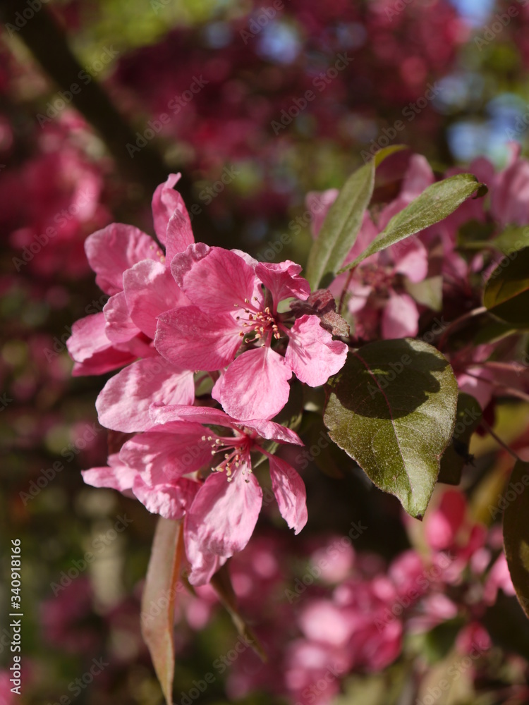 Obraz premium Blüten