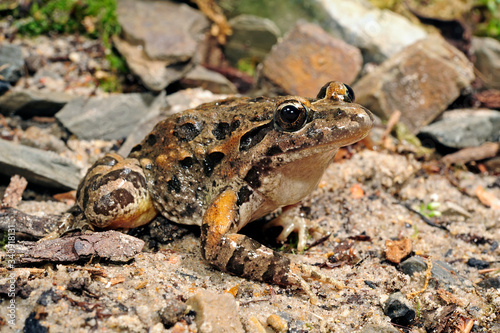 Gemalter Scheibenzüngler (Discoglossus pictus) - Spanien / Mediterranean painted frog - Spain photo