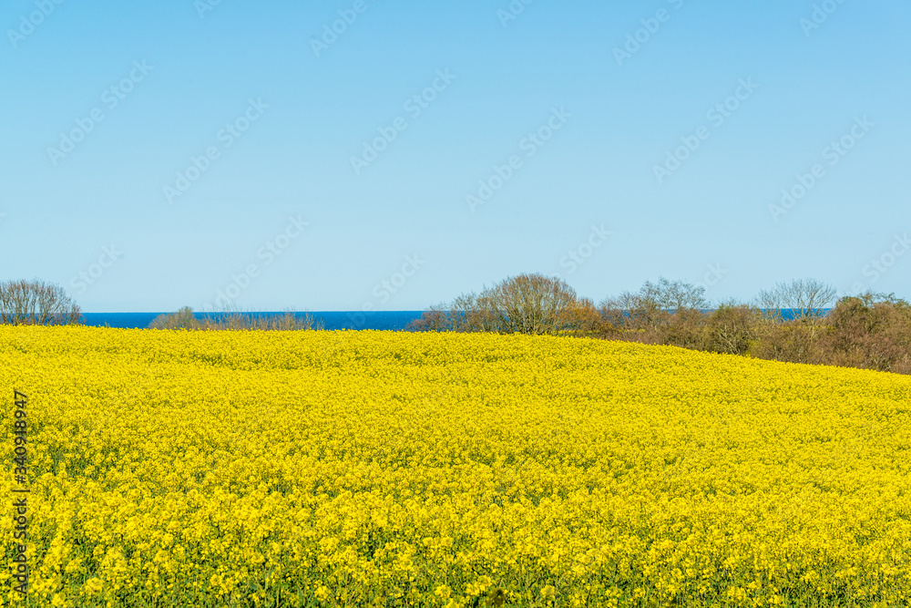 Schleswig-Holstein, Rapsblüte an der Ostseeküste im April