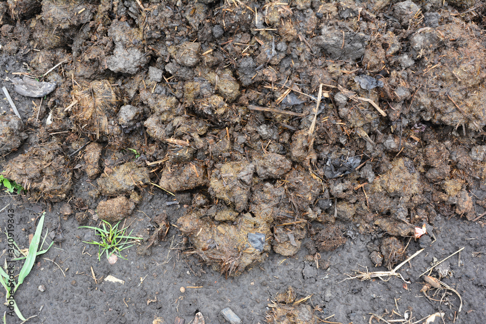 A close-up on organic fertilizer, cow manure to replenish the soil to grow organic vegetables and increase crop yields. A close-up on organic fertilizer, cow manure to replenish the soil to grow organic vegetables and increase crop yields.
