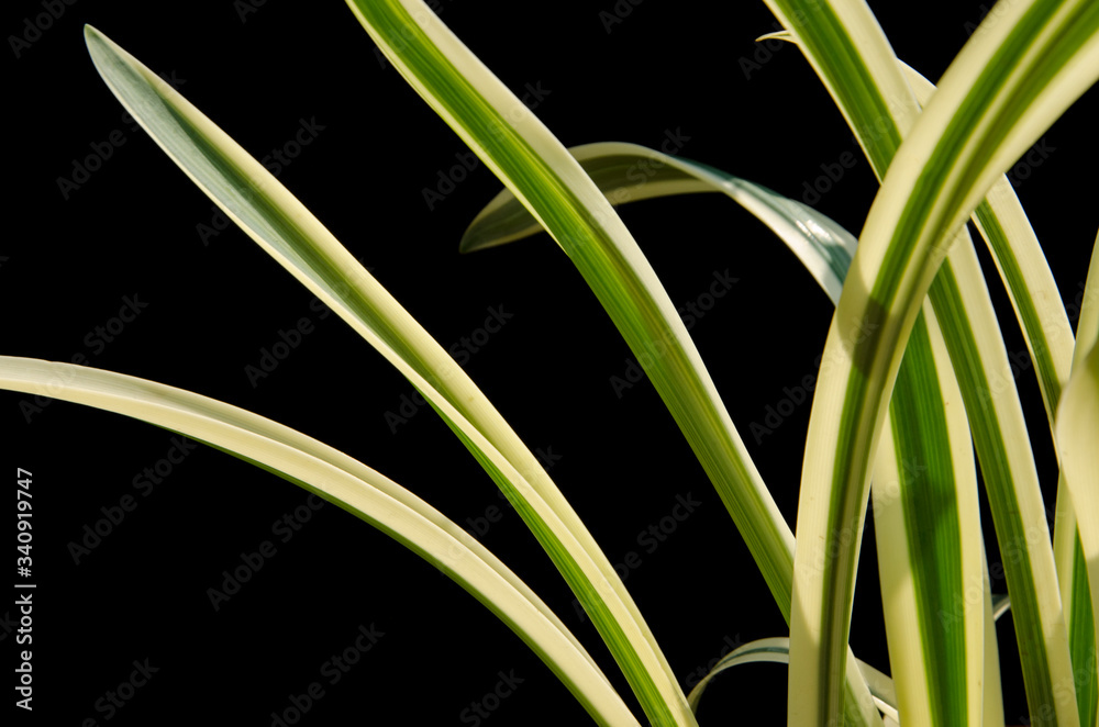 Beautiful leaves of Spider lily on black background Beautiful leaves of Spider lily on black background