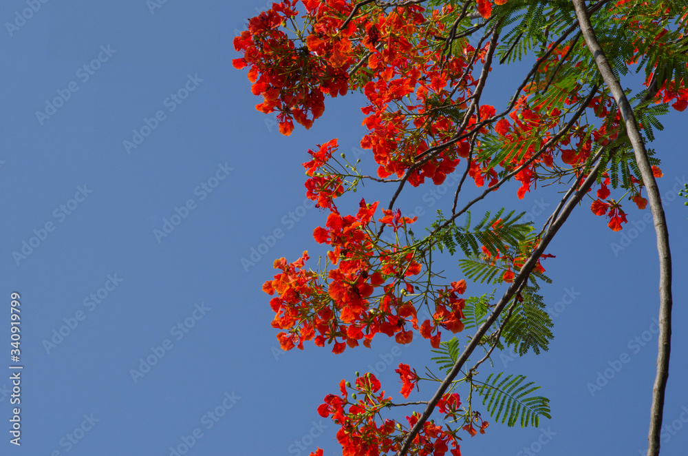 Beautiful red flowers of Royal Poinciana on branches on blue background Beautiful red flowers of Royal Poinciana on branches on blue background
