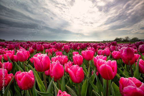 dramatic cloudy sky over pink tulip field