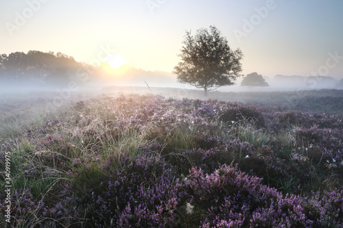 beautiful blooming heather at misty sunrise