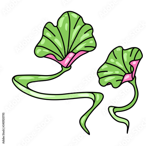 Illustration of lotus leaves. Water lily decorative foliage.