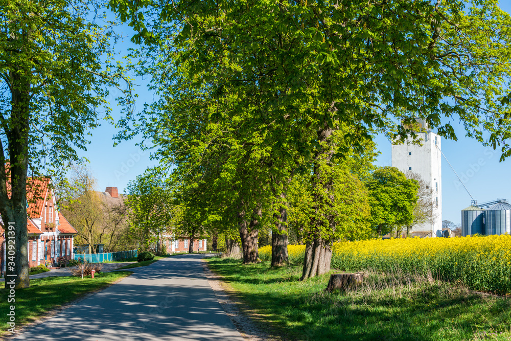 Fototapeta premium Schleswig-Holstein, Rapsblüte an der Ostseeküste im April