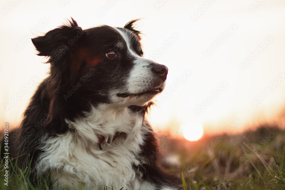 Fototapeta premium Black and White Border Collie Poses for Portrait Outdoors in Countryside with Sunset Behind