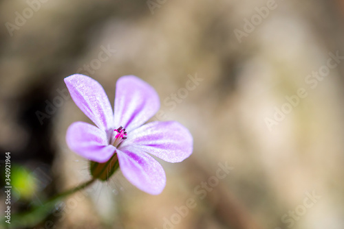 Geranium robertianum forest wild flower. Low depth of field macro photo