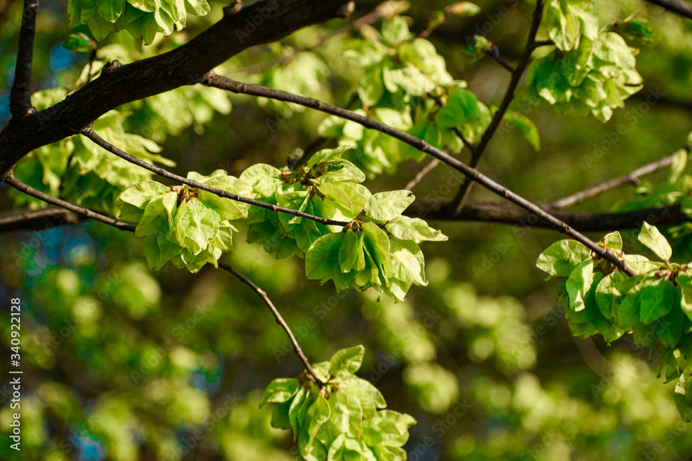 In the spring beautiful leaves grow. In the spring beautiful leaves grow.