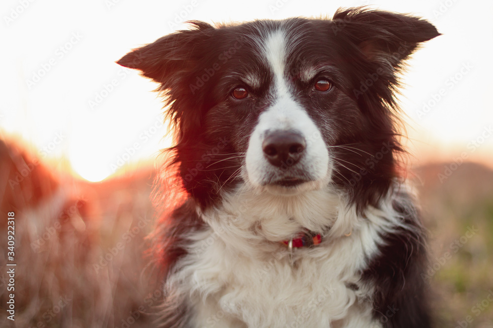 Black and White Border Collie Poses for Portrait Outdoors in Countryside with Sunset Behind