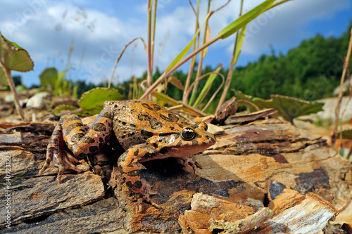 Gemalter Scheibenzüngler (Discoglossus pictus) - Spanien / Mediterranean painted frog - Spain photo