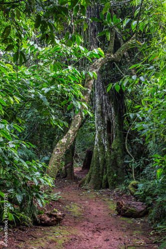 Path in the jungle 