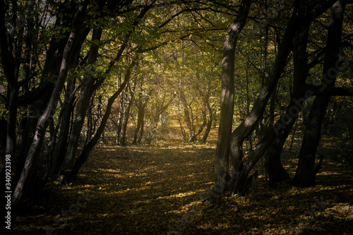 sunset light on forest path...