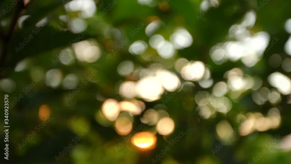 Beautiful blurry natural bokeh of defocused green tree foliage isolated at sunny golden sunset background. Beautiful blurry natural bokeh of defocused green tree foliage isolated at sunny golden sunset background.