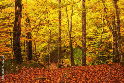 Beautiful autumn landscape