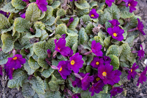 Spring burgundy wild violet in all its beauty photo