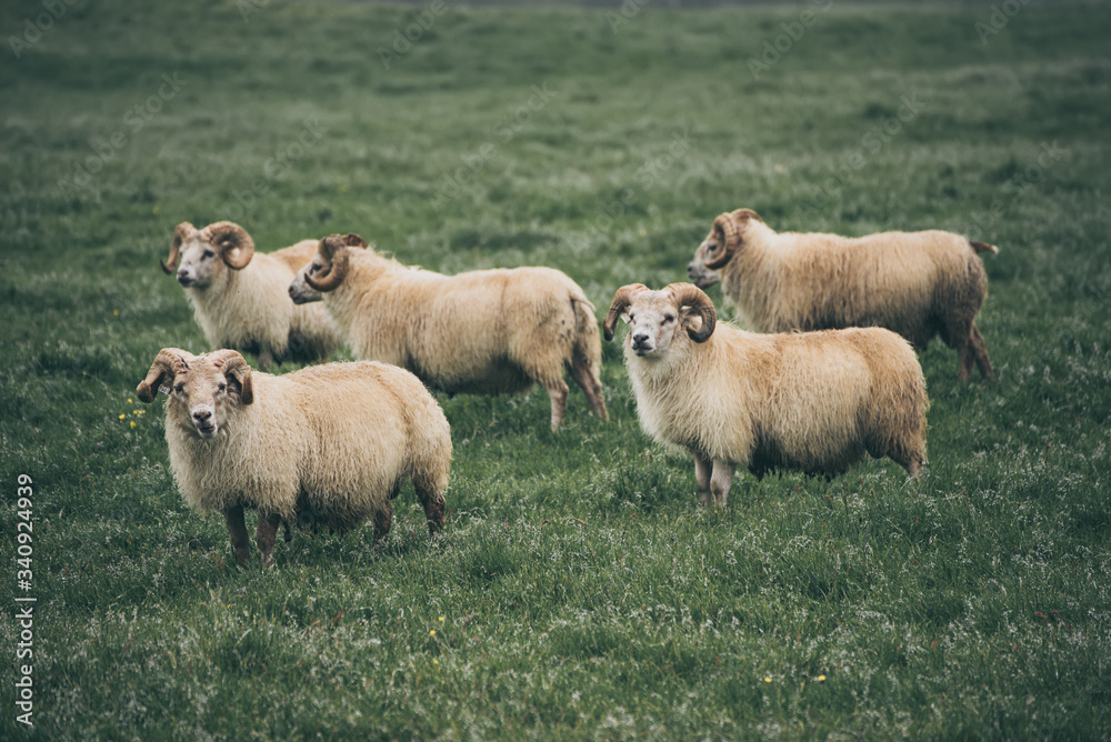 Fototapeta premium Sheep grazing in Iceland