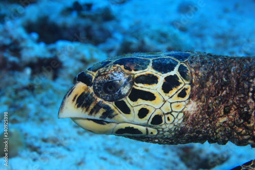 Fototapeta Naklejka Na Ścianę i Meble -  Head of Hawksbill sea turtle