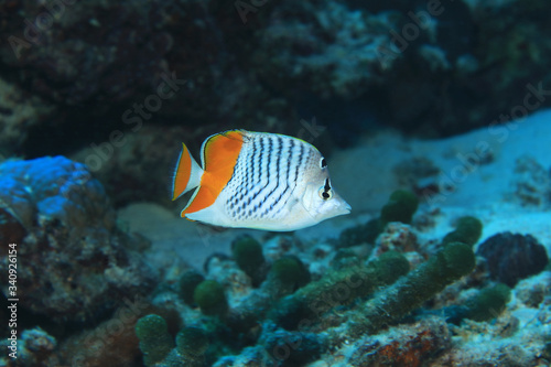 Obraz na plátně Seychelles butterflyfish underwater in the Indian Ocean