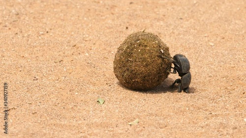 A female Flightless Dung Beetle, one of the smallest residents of Addo Elephant National Park, rolls a dung ball across the red dirt ground to a safe spot to feed off later.