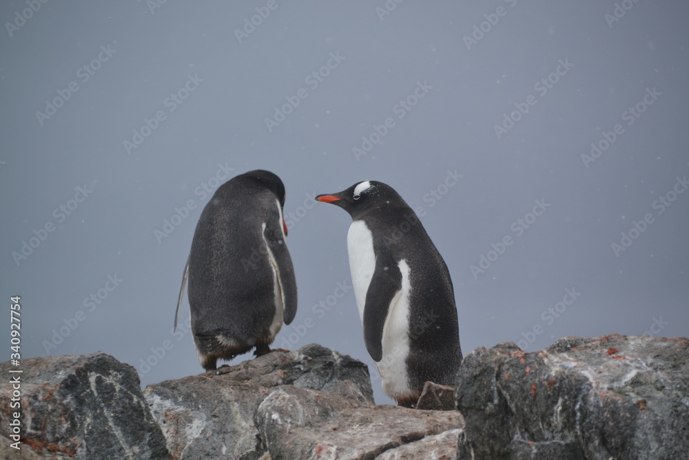 Obraz premium Viaje expedicion Antartida