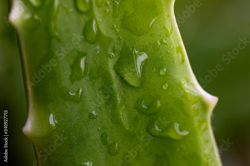 Water droplets on Aloe vera