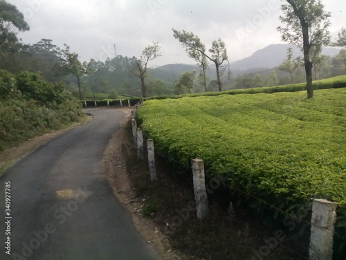 beautiful view of the tea plantation and road in the hills of Munnar, some of the most elevated tea plantations in the world, Kerala, India photo