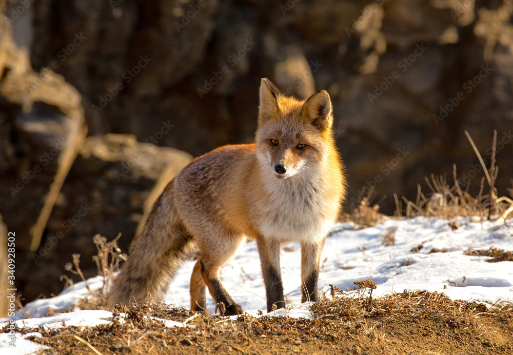 Red fox Red fox
