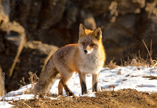 Red fox © Amina