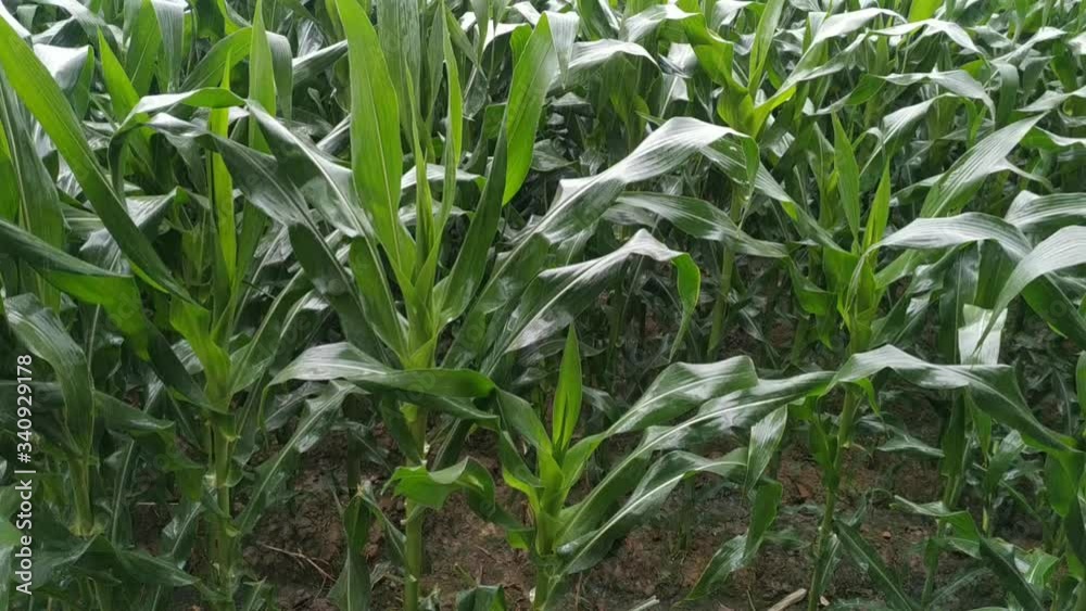 Rain falling on green corn crop at form after severe summer drought natural. Nepal Rain falling on green corn crop at form after severe summer drought natural. Nepal