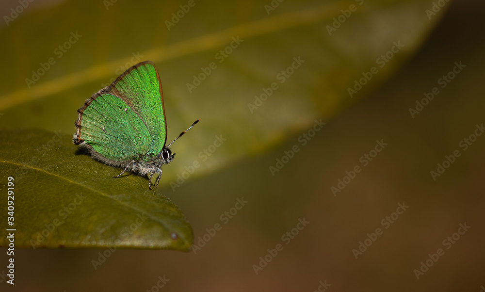 Motyl zieleńczyk ostrężyniec Motyl zieleńczyk ostrężyniec