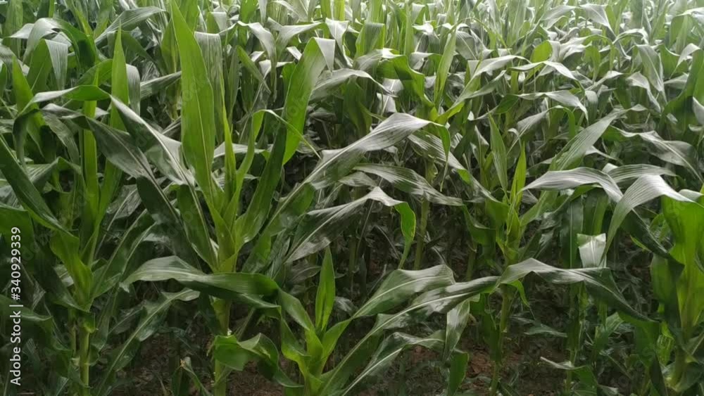 Rain falling on green corn crop at form after severe summer drought natural. Nepal Rain falling on green corn crop at form after severe summer drought natural. Nepal