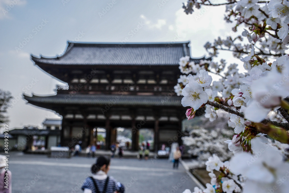 Holy wooden temple and cherry blossoms in Kyoto, Japan Holy wooden temple and cherry blossoms in Kyoto, Japan