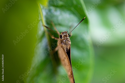 the black-veined moth, is a moth of the family Geometridae. photo