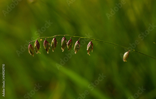 Gałązka na zielonym tle
