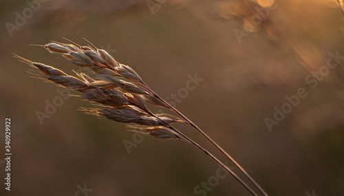 Trawy w złotym świetle