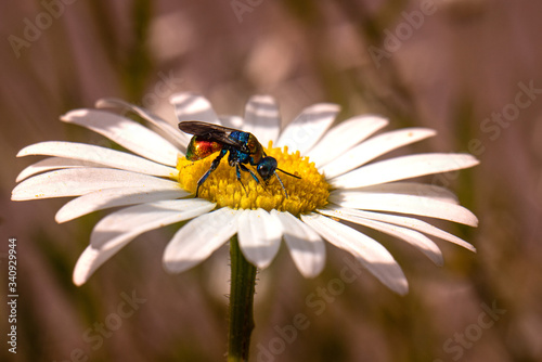 Owad złotolitka na kwiecie rumianku