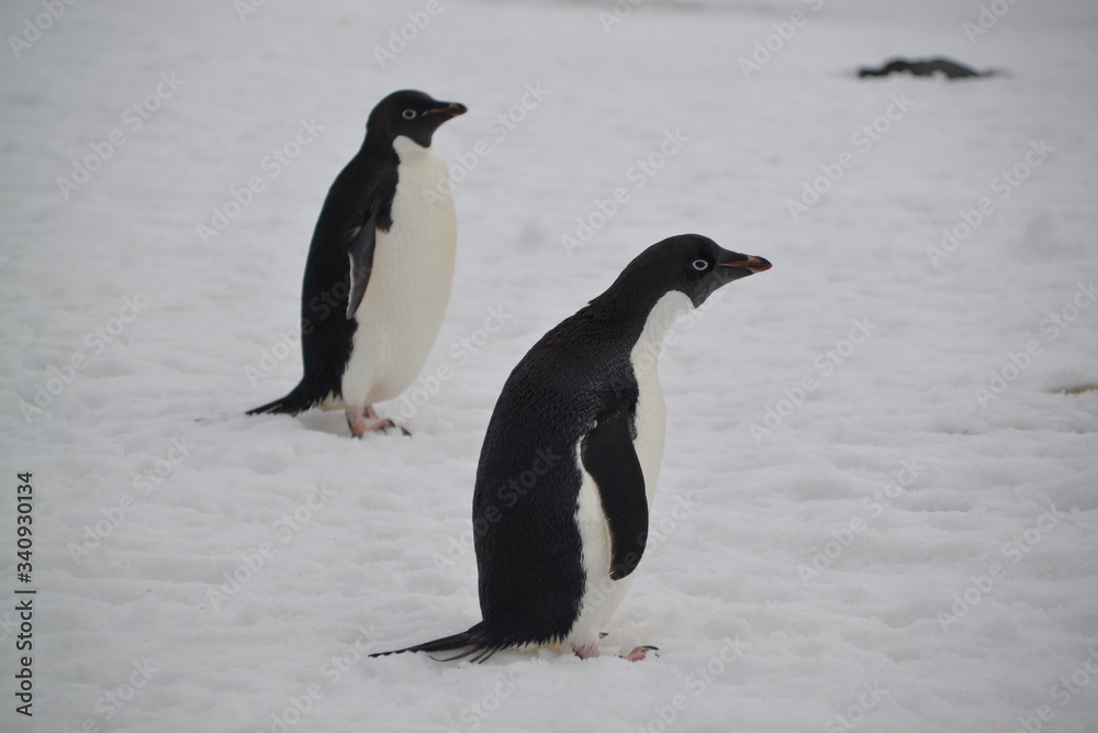 Naklejka premium Viaje-Expedición Antartida