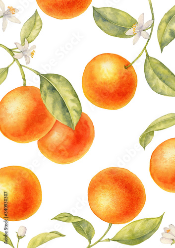 watercolor drawing branch of orange tree
