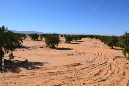 Sandy olive trees, Center Tunisia